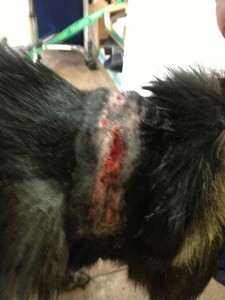 The reality of chains.  This is Samba's neck, after we took his off.