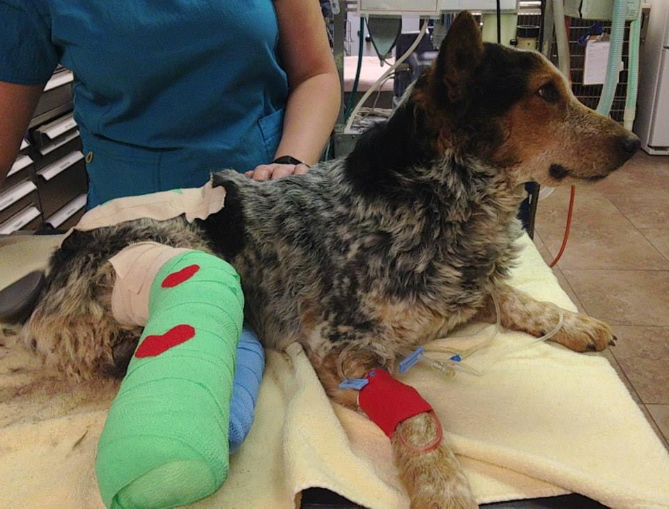 Dog loses leg after caught in trap, prompting renewed calls to ban trapping  - TrapFree New Mexico